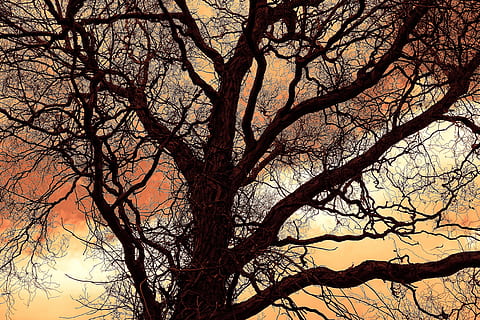 zwart, boom, digitaal, behang, tak, kaal, bladerloos, winter boom, silhouet, knoestig, gedraaid, vurig, gloeiend, luchten, kale boom, fabriek, schoonheid in de natuur, natuur, hemel, geen mensen, kalmte, romp, boomstam, lage hoekweergave, zonsondergang, buitenshuis, scenics - natuur, dag, volledig kader, rustige scène, idyllisch, Boomkap, 4K, CC0, publiek domein, royaltyvrij