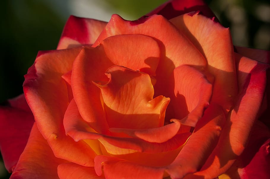 rosa, flor, taronja, vermell, vermell ataronjat, florir, flor oberta, pètals, tancar, jardí, sol, llum solar, estiu, fotografia floral, planta amb flors, pètal, planta, bellesa a la natura, inflorescència, cap de flor, fragilitat, primer pla, vulnerabilitat, frescor, flor de roses, creixement, naturalesa, cap gent, centrar-se en primer pla, color taronja, a l'aire lliure, suavitat, dia de Sant Valentí: vacances, 1080P