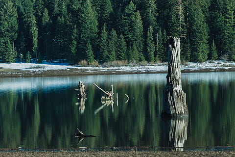 reflexió, aigua, tranquil, superfície, guai, aigua neta, calma, naturalesa, pins, evergreens, textura, neu es fon, arbre, planta, tranquil·litat, bosc, escena tranquil·la, bellesa a la natura, tronc, llac, tronc de l'arbre, escenics - natura, dia, terra, cap gent, escena no urbana, creixement, davant del mar, fusta flotant, 2K, CC0, domini públic, lliure de regalies