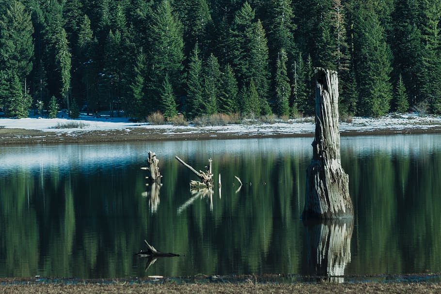 reflexió, aigua, tranquil, superfície, guai, aigua neta, calma, naturalesa, pins, evergreens, textura, neu es fon, arbre, planta, tranquil·litat, bosc, escena tranquil·la, bellesa a la natura, tronc, llac, tronc de l'arbre, escenics - natura, dia, terra, cap gent, escena no urbana, creixement, davant del mar, fusta flotant, 2K