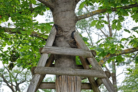 supporto, supporto per alberi, contenente, natura, albero, crescita, giardino, supporto in legno, conservare, fissaggio, protetta, protezione, pianta, legno - materiale, Inquadratura dal basso, nessuno, giorno, tronco, tronco d'albero, all'aperto, concentrarsi sulle conoscenze acquisite, ramo, colore verde, struttura costruita, scala, modello, architettura, foglia, parte vegetale, treelined, 5K, CC0, dominio pubblico, privo di copyright