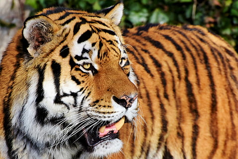 voksen bengal tiger, dagtimerne, tiger, kat, rovdyr, vild kat, stor kat, tiger hoved, tunge, farligt, adelig, majestætisk, dyr verden, Zoo, dyre temaer, dyr, dyreliv, feline, pattedyr, et dyr, dyr i naturen, tæt på, fokus på forgrunden, dyr markeringer, carnivora, ingen mennesker, hvirveldyr, stribet, dyr kropsdel, kigger væk, bakkenbart, dyr hoved, udendørs, munden åben, aggression, 4K, CC0, offentligt domæne, royaltyfrie