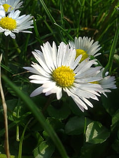 margherita, dente di leone, bianca, macro, fiore, primavera, medico, pianta fiorita, pianta, freschezza, fragilità, vulnerabilità, petalo, crescita, testa di fiore, bellezza nella natura, infiorescenza, Colore bianco, avvicinamento, natura, polline, giorno, nessuno, colore verde, all'aperto, 2K, CC0, dominio pubblico, privo di copyright