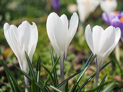 safrà, flor, primavera, bühen, blanc, colorit, florir, flor de primavera, mechones, flors en raïms, flors, planta, planta amb flors, Color blanc, bellesa a la natura, frescor, pètal, fragilitat, vulnerabilitat, creixement, primer pla, naturalesa, cap de flor, dia, inflorescència, camp, cap gent, terra, a l'aire lliure, iris, llit de flors, 4K, CC0, domini públic, lliure de regalies