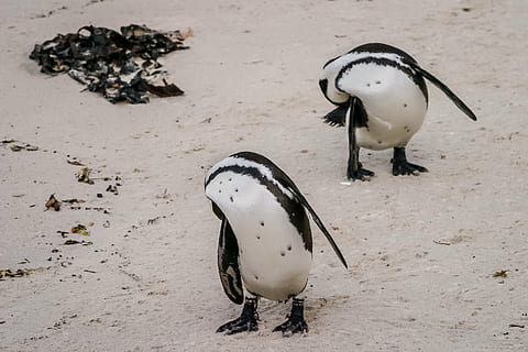 penguin, coordination, synchronization, jackass, african, two, black-footed, endangered, spheniscus demersus, ornithology, seabird, coastal, south-africa, sand, birds, boulders beach, nature, cute, wildlife, bird, group of animals, animal themes, animal, vertebrate, animals in the wild, animal wildlife, land, beach, no people, day, cold temperature, winter, high angle view, three animals, snow, 2K, CC0, public domain, royalty free