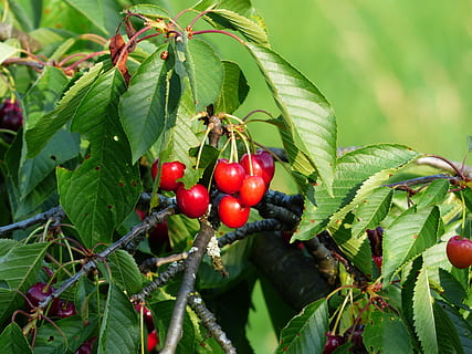 Süße Kirsche, Kirschrot, rot, obst, Kirsche, rot, Obst, gesund, Blätter, Ast, Sommer-, köstlich, fruchtig, Vogelkirsche, bing, Prunus avium, Süss, Baum, Obstbaum, Essen und Trinken, Blatt, grüne Farbe, Lebensmittel, gesundes Essen, Pflanzenteil, Wachstum, Pflanze, Frische, Natur, Nahansicht, Wohlbefinden, Fokus auf den Vordergrund, Tag, Schönheit in der Natur, keine Leute, Beerenfrucht, draußen, reif, 4K, CC0, gemeinfrei, lizenzfrei