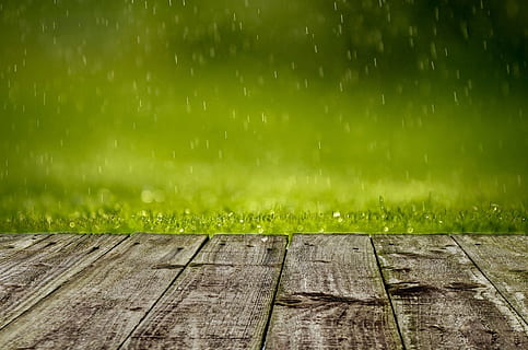 selectiu, foto del focus, marró, taulons, verd, herbes, primavera, fons, herba, pluja, camp, prat, jardineria, jardí, disseny, colorit, fons de pantalla, desfocalitzar, suau, fullatge, natural, dia, concepte, temps, estiu, llum, sol, margarida, color verd, material de fusta, humit, planta, naturalesa, aigua, cap gent, tirar, a l'aire lliure, terra, bellesa a la natura, sendera, gota de pluja, temporada de pluges, 1080P, CC0, domini públic, lliure de regalies
