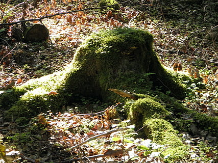 træ støtte, træ, Skov, grøn, mos, blade, plante, vækst, natur, dag, jord, ingen mennesker, ro, skønhed i naturen, sollys, grøn farve, klippe, udendørs, høj vinkel visning, rolig scene, rock-objekt, solid, plante del, 4K, CC0, offentligt domæne, royaltyfrie
