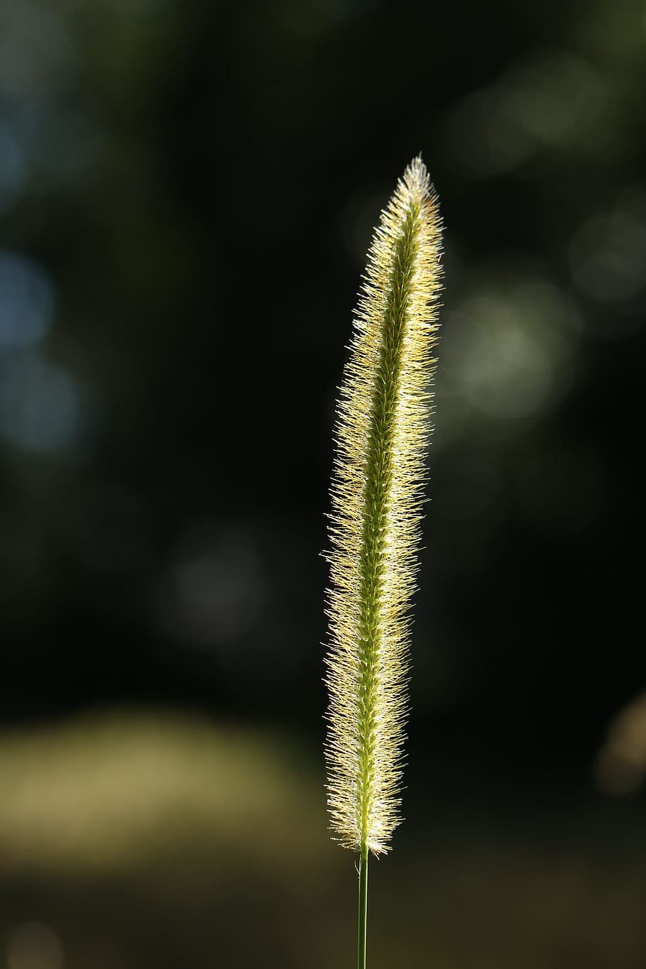 zelená rostlina, Pozadí, Krásná, čistý, Průhledná, detail, mraky, jetel, barva, kultura, den, životní prostředí, pole, flóra, květ, soustředit se, listy, les, čerstvý, svěžest, zahrada, tráva, pastviny, zelená, růst, bylinný, Dovolená, horizontální, trávník, list, štěstí, březen, louka, přírodní, Příroda, nikdo, venkovní, vzor, rostlina, sezóna, jaro, zastavit, letní, tapeta na zeď, bílý, yard, zaměřit se na popředí, krása v přírodě, zelená barva, klid, venku, selektivní zaměření, zranitelnost, křehkost, začátky, přistát, botanika, kvetoucí rostlina, ostnatý, 5K