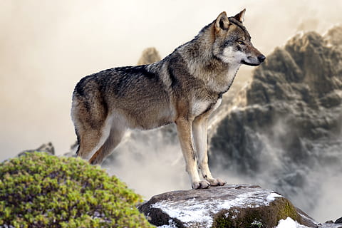 gris, blanc, llop, de peu, rock, llop blanc, salvatge, muntanya, un animal, animal, fauna animal, animals a la natura, temes d'animals, cap gent, rock - object, mamífer, sòlid, vertebrats, naturalesa, gos, mirant, caní, animals domèstics, mascotes, longitud completa, dia, nacional, 5K, CC0, domini públic, lliure de regalies