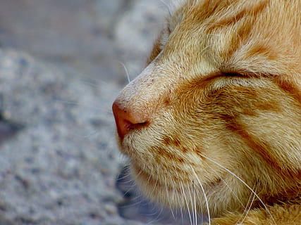 cat, cats, animals, muzzle, whiskers, cats nose, portrait, one animal, mammal, animal themes, animal, pets, domestic, domestic animals, feline, vertebrate, domestic cat, animal body part, close-up, whisker, no people, animal head, focus on foreground, animal hair, day, hair, snout, ginger cat, animal nose, 4K, CC0, public domain, royalty free