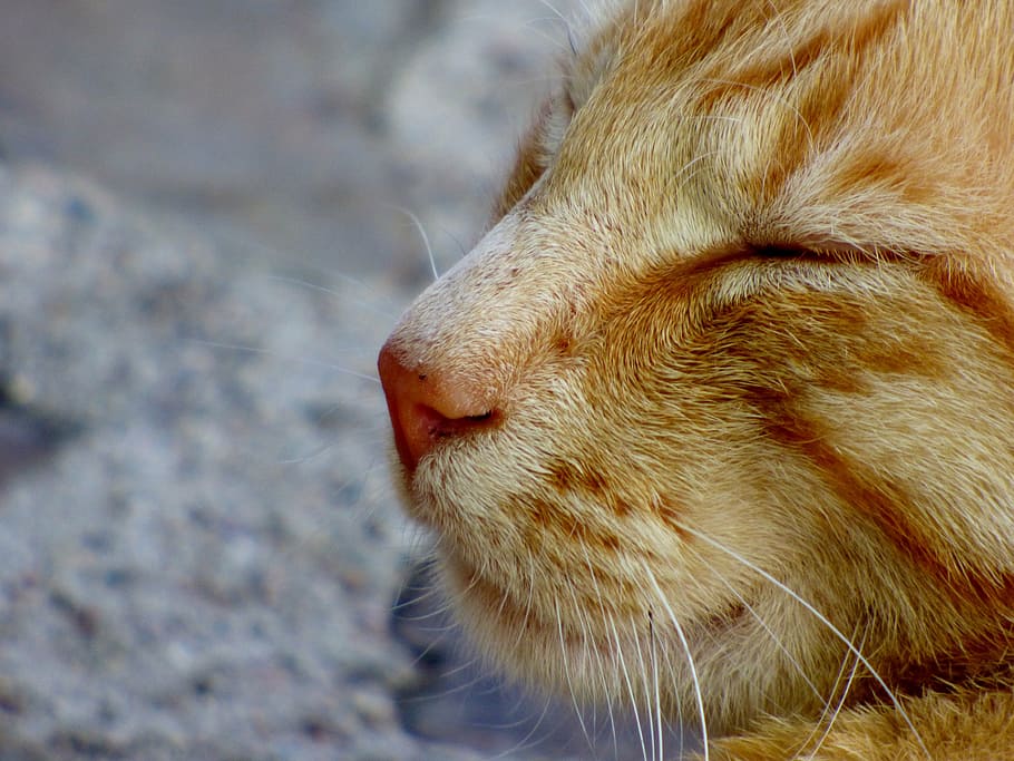 Katze, Katzen, Tiere, Schnauze, Schnurrhaare, Katzen Nase, Porträt, ein Tier, Säugetier, Tierthemen, Tier, Haustiere, inländisch, katzenartig, Wirbeltier, Hauskatze, Tierkörperteil, Nahansicht, Whisker, keine Leute, Tierkopf, Fokus auf den Vordergrund, Tierhaar, Tag, Haar, rote Katze, tierische Nase, 4K