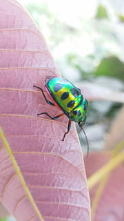 insecte, fulles, full, error, plaga, planta, natural, morera, àcars, cotó, hesperidum, control, jardineria, marieta, aphis, aràcnids, planococcus, un animal, temes d'animals, animals a la natura, fauna animal, dia, a l'aire lliure, primer pla, naturalesa, animal, invertebrat, part del cos humà, centrar-se en primer pla, color verd, una persona, mà humana, mà, part de la planta, persona irreconeixible, multicolor, dit, 8K, CC0, domini públic, lliure de regalies