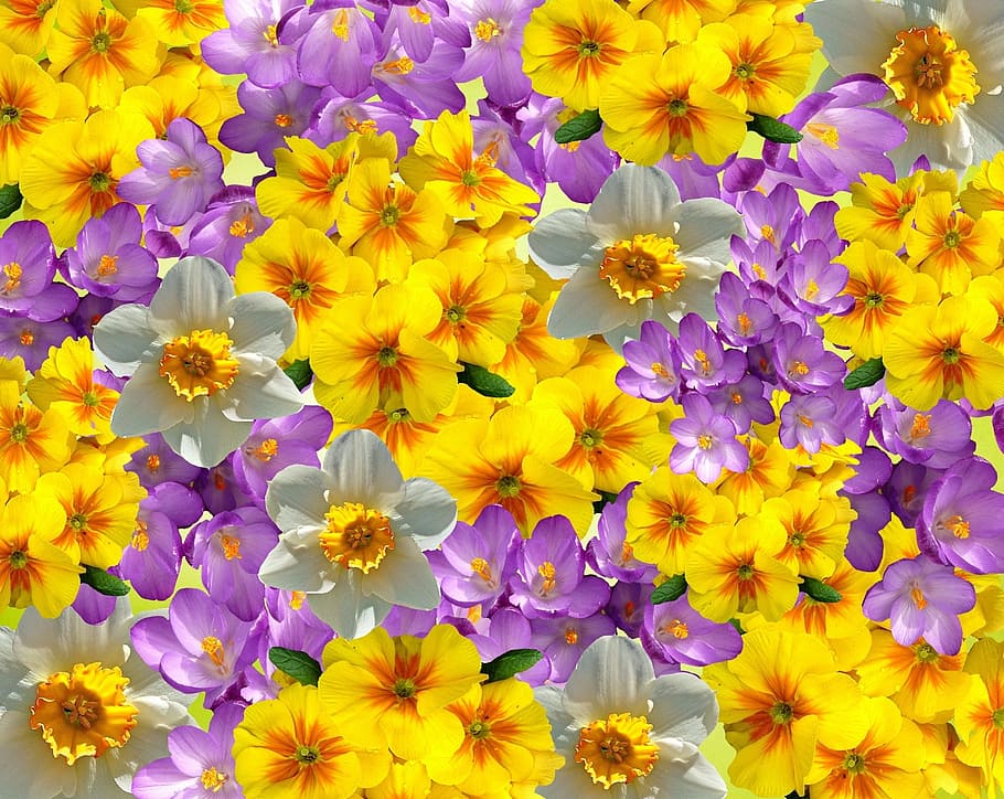 groc, primes, porpra, flors de safrà, fons de pantalla de narcisos blancs i grocs, primavera, safrà, flors, planta, colorit, naturalesa, jardí, color, florir, brillant, tocs de color, primula, gènere, bonic, flor, planta amb flors, frescor, bellesa a la natura, fragilitat, pètal, vulnerabilitat, fons, cap de flor, inflorescència, creixement, primer pla, marc complet, cap gent, vista d’angle alt, a l'aire lliure, 1080P