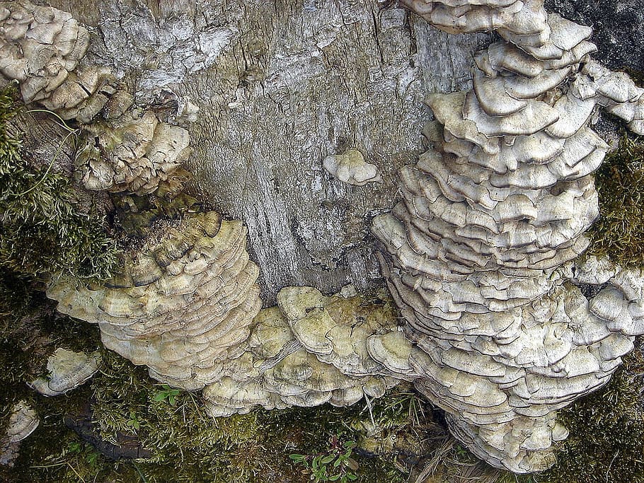 monyó, vell, derrotat, arbre, fong, cluster, polipor, cap gent, dia, creixement, planta, naturalesa, patró, textura, primer pla, tronc de l'arbre, tronc, creativitat, vista d’angle alt, a l'aire lliure, art i artesania, patró natural, vegetals, material de fusta, bolets, 1080P
