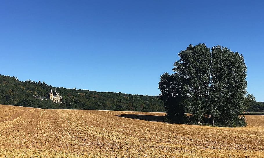 paesaggio, estate, arabile, nuvole, imponente, palazzo, romantico, castello, albero, cielo, pianta, ambiente, natura, terra, blu, bellezza nella natura, la tranquillità, scena tranquilla, nessuno, scenics - natura, campo, cielo sereno, scena rurale, crescita, agricoltura, all'aperto, scena non urbana, albero di conifere, Pino, bosco di pini, 1080P