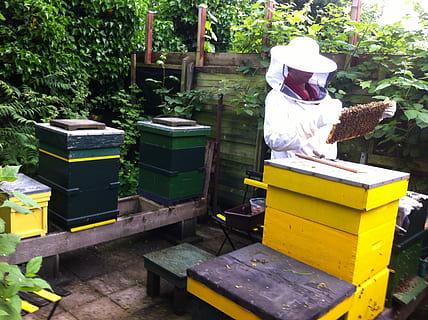 birøkter, bier, skap, bikube, apiculture, Bie, voksen, kun voksne, insekt, dyre temaer, dyr i naturen, dyreliv, natur, én person, dyr, virvelløse, anlegg, hatt, klær, skjønnhet i naturen, dag, tre, honning, container, ekte folk, honningbie, boks - container, blomsterhodet, 2K, CC0, offentlig domene, opphavsrett gratis