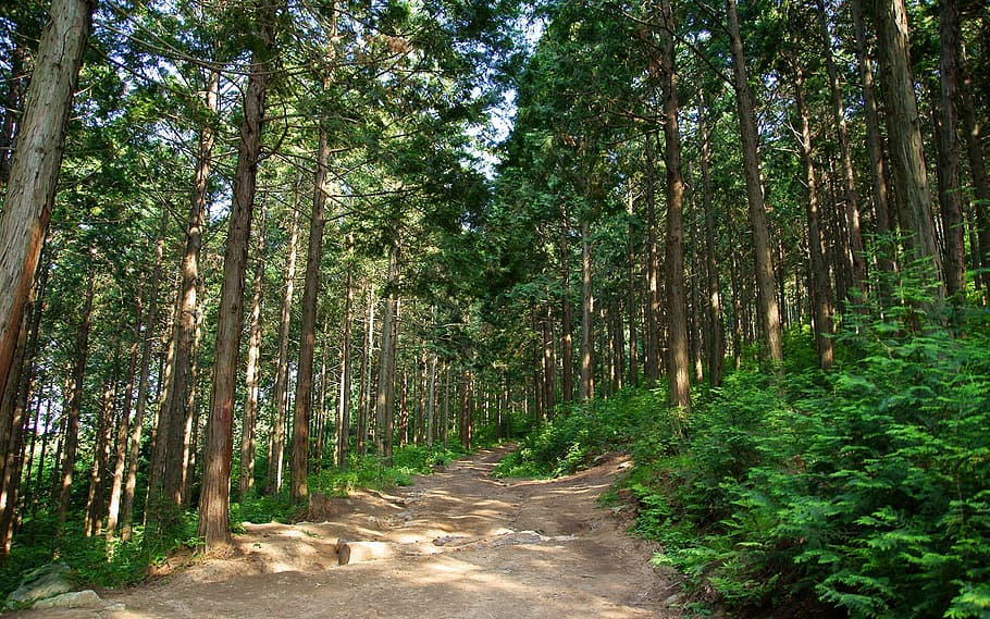 klitschko, sigui o no, k, arbre, planta, bosc, creixement, terra, tranquil·litat, bellesa a la natura, el camí a seguir, direcció, escena tranquil·la, naturalesa, escena no urbana, bambú, dia, color verd, sendera, bosc de bambú, cap gent, tronc, bambú - planta, a l'aire lliure, perspectiva decreixent, 1080P