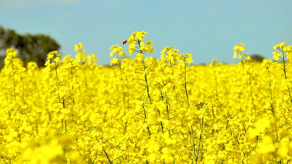 primavera, violación, abejas, colza, amarillo, naturaleza, canola, agricultura, flor, campo, escena rural, verano, cielo, planta, azul, planta floreciendo, cultivo, crecimiento, belleza en la naturaleza, paisaje, tierra, granja, frescura, abundancia, ambiente, paisajes - naturaleza, día, nadie, al aire libre, cabeza de flor, 4K, CC0, dominio público, libre de derechos