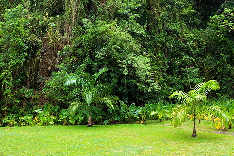 verde, plantas, arvores, floresta, fundo, denso, meio Ambiente, flora, folhagem, vegetação, selva, sai, exuberante, natureza, exterior, lado de fora, plantar, floresta tropical, árvore, tropical, trópicos, cor verde, crescimento, folhagem exuberante, beleza na natureza, tranquilidade, dia, terra, ninguém, cena tranquila, grama, scenics - natureza, campo, ao ar livre, parque, cena não urbana, 1080P, CC0, domínio público, royalty free