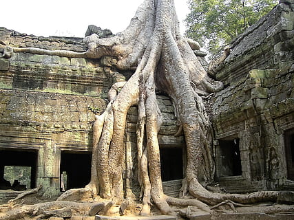 ruina, stary, drzewo, Angkor Wat, Kambodża, upadek, historia, stare ruiny, starożytny, starożytna cywilizacja, żadnych ludzi, architektura, zbudowana struktura, miejsce kultu, wiara, religia, duchowość, dzień, budynek, przeszłość, sztuki i rzemiosła, roślina, na zewnątrz budynku, cele podróży, reprezentacja, na dworze, zrujnowany, archeologia, 1080P, CC0, domena publiczna, darmowe zdjęcia
