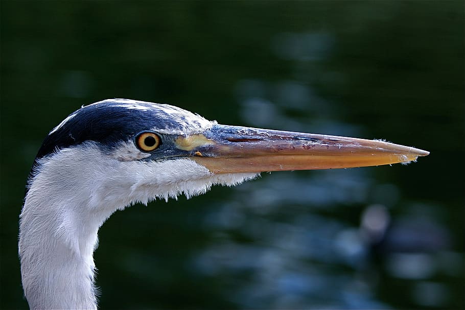 tæt på, Foto, sort, hvid, fugl, hoved, selektiv, fokus fotografering, legeme, vand, næb, bæger, fuglhoved, hovedskud, kigger ud, dyre temaer, dyreliv, dyr, dyr i naturen, hvirveldyr, et dyr, dyr kropsdel, fokus på forgrunden, dyr hoved, natur, ingen mennesker, dag, sidebillede, dyr øje, øje, leder, udendørs, profilvisning, 2K