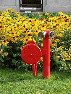 Feuerhydrant, Hydrant, Standrohr, Wasserhydrant, Wildblumen, Blumen-, Pflanzen, natürlich, blühen, Blütenblätter, botanisch, organisch, Stengel, Botanik, Kraut, Landwirtschaft, draußen, Umgebung, Blumen, Blatt, Blumenbeet, Vegetation, Gartenbau, Pflanze, Blume, blühende Pflanze, Natur, rot, Wachstum, Gras, Gelb, Tag, Schönheit in der Natur, keine Leute, grüne Farbe, Frische, Verletzlichkeit, Zerbrechlichkeit, Feld, Sonnenlicht, Nahansicht, Pflanzenteil, Frühling, Blütenkopf, Gartenarbeit, Blumentopf, 1080P, CC0, gemeinfrei, lizenzfrei