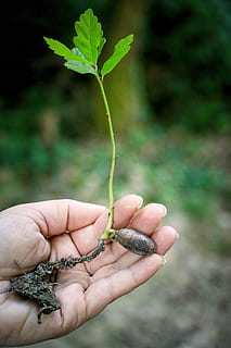 person, holding, green, plant, hand, macro, sapling, human hand, one person, human body part, nature, focus on foreground, plant part, close-up, leaf, unrecognizable person, body part, real people, green color, finger, growth, human finger, day, outdoors, hands cupped, gardening, small, care, human limb, 5K