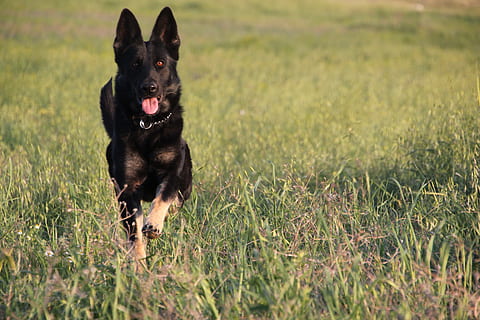 gos, mascota, naturalesa, animal, correr, arruïnant, bonic, feliç, jugar, felicitat, jugant, amic, negre, alemany, mascotes, gos de pura raça, caní, a l'aire lliure, herba, pastor, color negre, gossos, Pastor alemany, animals domèstics, mamífer, animals i mascotes, un animal, nacional, temes d'animals, planta, corrent, terra, camp, dia, cap gent, color verd, vertebrats, boca oberta, panteixant, 5K, CC0, domini públic, lliure de regalies