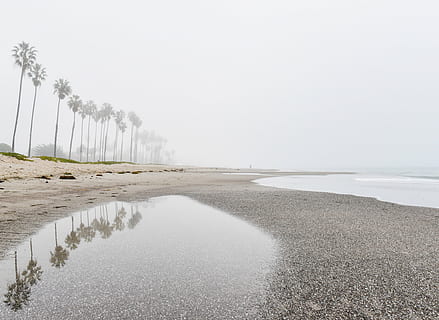 refleksi, sebaris pohon kelapa, pantai, pantai laut, dekat, kelapa, pohon, siang hari, hujan, berawan, Abu-abu, genangan air, pasir, samudra, air, pohon-pohon palem, di luar rumah, hari, alam, tidak ada orang, laut, langit, keindahan di alam, ketenangan, adegan yang tenang, scenics - alam, tanah, lingkungan Hidup, menanam, adegan non-urban, kabut, menyalin ruang, pemandangan, tingkat permukaan, 4K, CC0, domain publik, bebas royalti