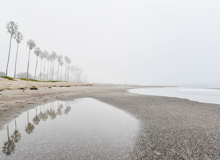 reflexió, arbres de coco en línia, platja, vora del mar, a prop, coco, arbres, durant el dia, plovent, ennuvolat, gris, bassal, sorra, Riba, oceà, aigua, palmeres, a l'aire lliure, dia, naturalesa, cap gent, mar, cel, bellesa a la natura, tranquil·litat, escena tranquil·la, escenics - natura, terra, arbre, medi ambient, planta, escena no urbana, boira, còpia espai, paisatge, nivell superficial, 4K