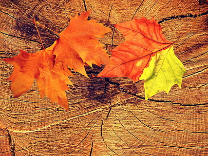 dos, taronja, fulles, fotografia, fons, textura, fusta, fullatge de tardor, maple, fulles d'auró, tardor, decoratiu, deco, tauler de fusta, gra de fusta, colorit, disseny, estructura, part de la planta, full, canvi, color taronja, naturalesa, cap gent, dia, planta, arbre, primer pla, vena de la fulla, bellesa a la natura, material de fusta, a l'aire lliure, patró natural, llum solar, escenics - natura, terra, fulla d'auró, condició natural, escorça, col·lecció de tardor, 1080P, CC0, domini públic, lliure de regalies