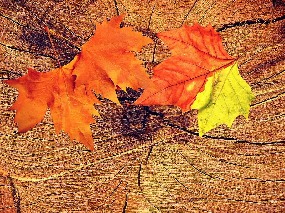 dos, taronja, fulles, fotografia, fons, textura, fusta, fullatge de tardor, maple, fulles d'auró, tardor, decoratiu, deco, tauler de fusta, gra de fusta, colorit, disseny, estructura, part de la planta, full, canvi, color taronja, naturalesa, cap gent, dia, planta, arbre, primer pla, vena de la fulla, bellesa a la natura, material de fusta, a l'aire lliure, patró natural, llum solar, escenics - natura, terra, fulla d'auró, condició natural, escorça, col·lecció de tardor, 1080P