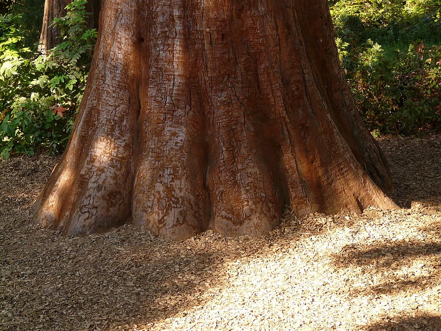 sequoia, tribu, escorça, gran, potent, conífera, arbre, diàmetre del tronc, extens, planta, terra, naturalesa, tronc de l'arbre, tronc, dia, cap gent, creixement, bosc, llum solar, arrel, tranquil·litat, marró, a l'aire lliure, part de la planta, bellesa a la natura, escena no urbana, camp, herba, 2K