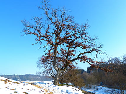 Baum, Eiche, Winter, kalt, Eisblau, blauer Himmel, Himmel, Himmelblau, Schnee, Natur, Landschaft, draußen, kalte Temperatur, Blau, szenen, Wald, Jahreszeit, Frost, Eis, Schönheit in der Natur, ländliche Szene, Nicht-städtische Szene, Weiß, ruhige Szene, gefroren, keine Leute, Landschaften, Berg, kahler Baum, Pflanze, Ruhe, klarer Himmel, Szenen - Natur, Tag, Abdeckung, Wachstum, Land, schneebedeckter Berg, 4K, CC0, gemeinfrei, lizenzfrei