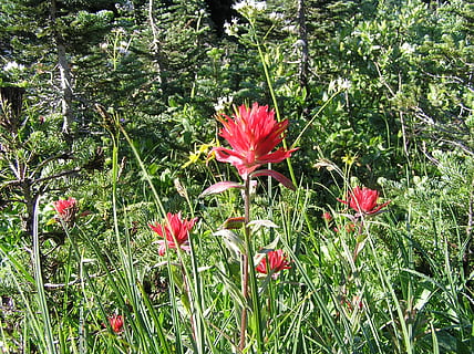 fiori, rosso, alpino, prati, natura, floreale, colore, petalo, fioritura, fiorire, pianta, pianta fiorita, fiore, crescita, freschezza, vulnerabilità, fragilità, bellezza nella natura, infiorescenza, giorno, testa di fiore, nessuno, colore verde, terra, avvicinamento, colore rosa, all'aperto, polline, 1080P, CC0, dominio pubblico, privo di copyright