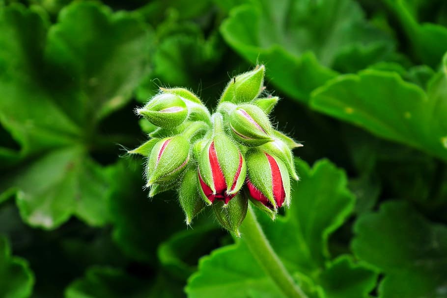 blomst, geranium, rød, knop, have, tæt på, grøn farve, plante, vækst, blad, plante del, skønhed i naturen, friskhed, ingen mennesker, natur, mad og drikke, mad, dag, blomstrende plante, udendørs, bægerblad, fokus på forgrunden, havearbejde, 2K