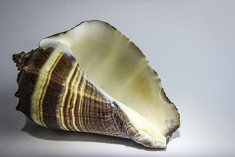 mollusco, conchiglia, natura, mare, oceano, marino, avvicinamento, girato in studio, nessuno, in casa, cibo, cibo e bevande, singolo oggetto, sfondo colorato, sfondo grigio, guscio di animale, freschezza, grigio, natura morta, animale, mangiare sano, sfondo bianco, benessere, semplicità, sfondo blu, 5K, CC0, dominio pubblico, privo di copyright