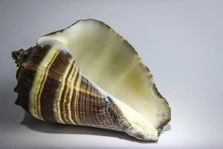 mollusco, conchiglia, natura, mare, oceano, marino, avvicinamento, girato in studio, nessuno, in casa, cibo, cibo e bevande, singolo oggetto, sfondo colorato, sfondo grigio, guscio di animale, freschezza, grigio, natura morta, animale, mangiare sano, sfondo bianco, benessere, semplicità, sfondo blu, 5K