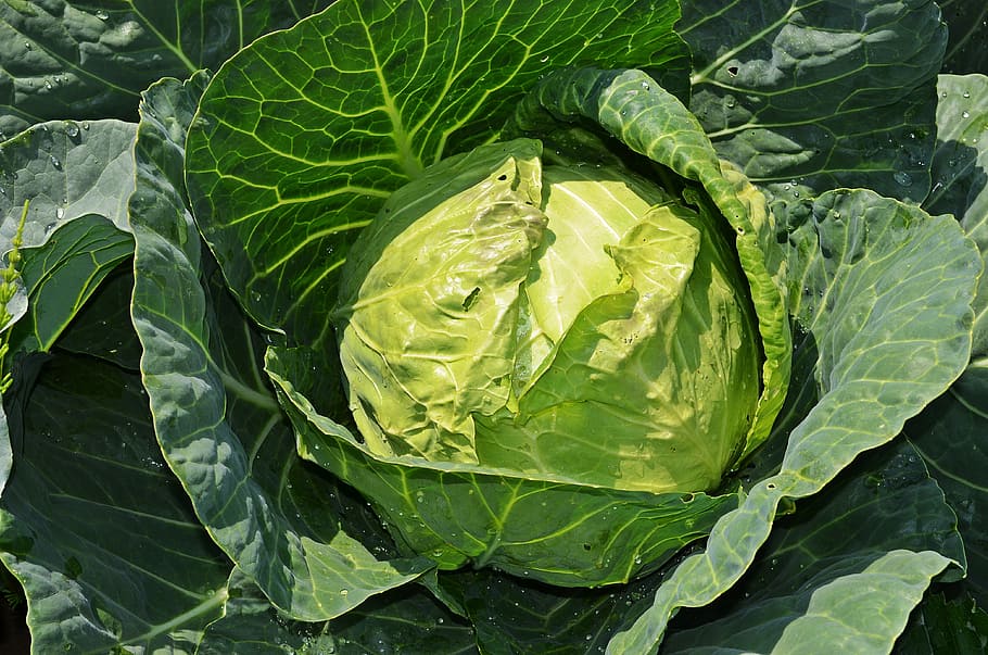 cavolo vegetale, cavolo, una verdura, verdure, mangiare, cibo salutare, cibo naturale, cucina, cibo, vitamine, Salute, fresco, naturale, salutare, agricoltura, natura, verdura singola, cibo verde, foglia, parte vegetale, colore verde, cibo e bevande, mangiare sano, crescita, freschezza, verdura, pianta, nessuno, avvicinamento, benessere, giorno, biologico, vista dall'alto, bellezza nella natura, all'aperto, cibo vegetariano, le foglie, 4K