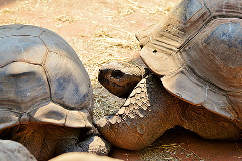 broasca testoasa, târâtoare, testoasa, tortoise shell, țestoasa gigantica, grădină zoologică, de tancuri, blindat, încet, tierpark hellabrunn, creatură, un animal, animale sălbatice, animale în sălbăticie, animale tematice, animal, animale vertebrate, coajă de animale, coajă, natură, zi, în aer liber, a închide, nici o persoana, portret, partea corpului animalului, cap de animal, 5K, CC0, domeniu public, fără drepturi de autor