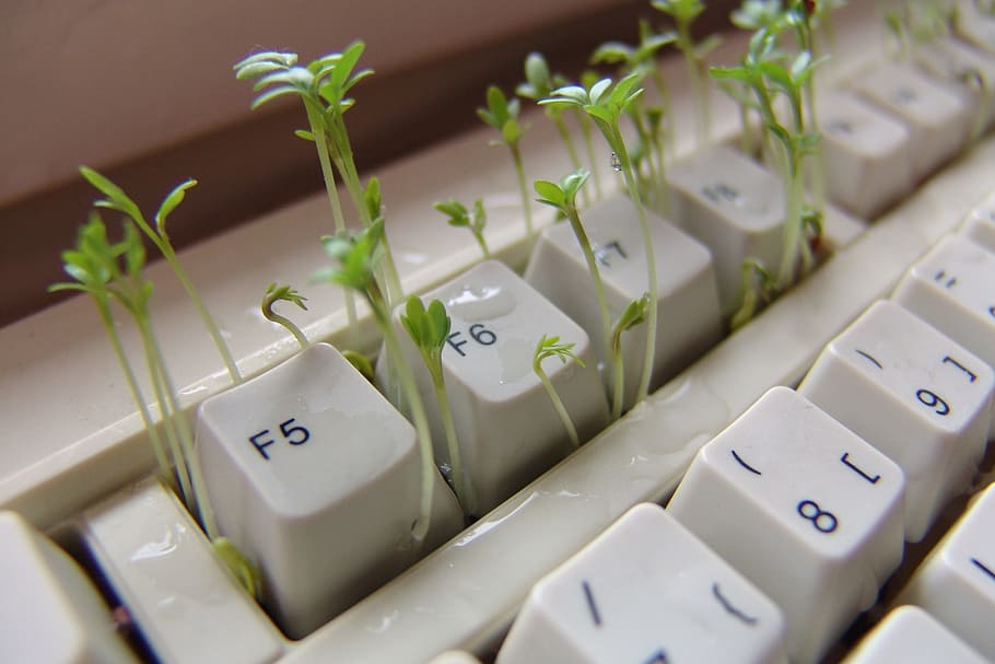 tæt på, Foto, grøn, kimplanter, hvid, computer tastatur, grønne planter, karse, tastatur, computer, krydderi, plante, høj vinkel visning, ingen mennesker, mad og drikke, indendørs, nummer, meddelelse, tekst, selektiv fokusering, stilleben, vestlige script, computer nøgle, computerudstyr, teknologi, brev, alfabet, stor gruppe af objekter, terningform, 2K