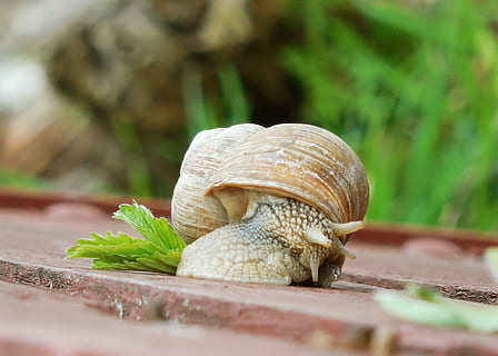 orm, konk, snegl, natur, dyreliv, dyr, skal, dyre temaer, dyreskal, ingen mennesker, tæt på, mollusk, et dyr, selektiv fokusering, havsnegle, dyr i naturen, mad, dag, plante del, mad og drikke, hvirvelløse, blad, 1080P, CC0, offentligt domæne, royaltyfrie