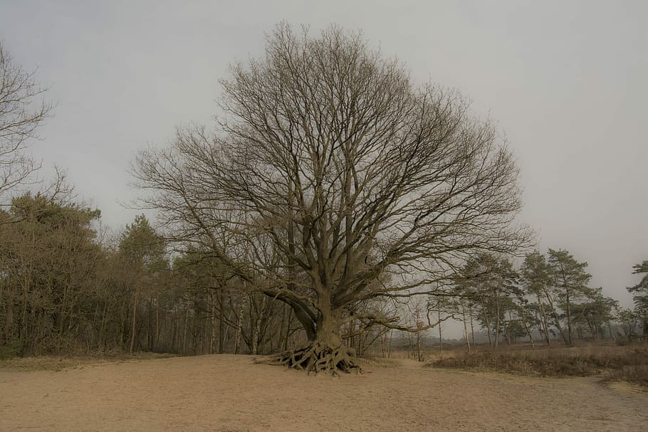træ, sand, natur, Skov, træer, hollandsk landskab, vandring, slap af, landskab, bare træ, Mark, ro, dag, plante, jord, miljø, himmel, skønhed i naturen, ingen mennesker, ikke-urbane scene, scenics - natur, afdeling, udendørs, rolig scene, skyfri himmel, 5K
