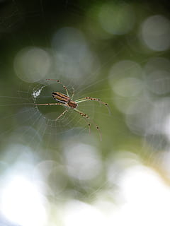 laba-laba, arakhnida, web, jaring laba-laba, hewan, tema binatang, invertebrata, binatang di alam liar, satwa liar hewan, satu binatang, merapatkan, kerapuhan, arthropoda, serangga, hari, bertahan hidup, fokus pada latar depan, kerentanan, alam, tidak ada orang, kaki binatang, di luar rumah, lensa suar, kompleksitas, 2K, CC0, domain publik, bebas royalti