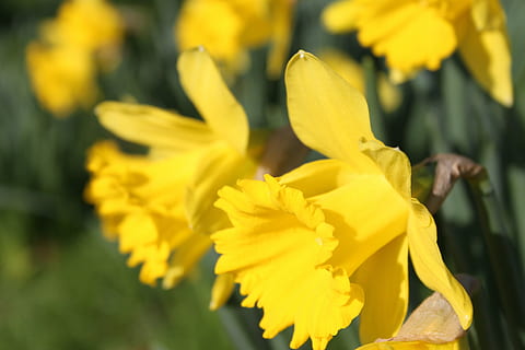 påskelilje, blomst, påske, gule underside kronblade, påskeliljer, gule blomster marts, miniatyr påskeliljer, gul blomst, blomstrende plante, gul, sårbarhed, plante, skrøbelighed, friskhed, skønhed i naturen, kronblad, blomsterhoved, tæt på, vækst, blomsterstand, fokus på forgrunden, natur, dag, ingen mennesker, selektiv fokusering, udendørs, blomstre, forår, pollen, 4K, CC0, offentligt domæne, royaltyfrie