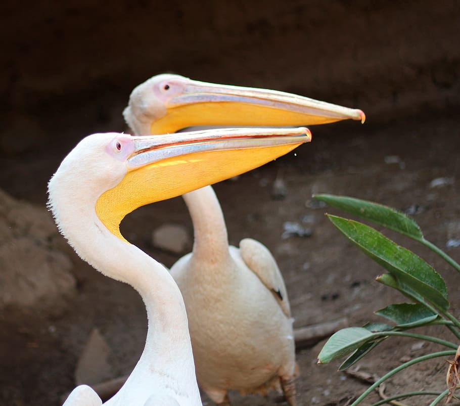 ocell, groc, blanc, hornbill, bec, primer pla, retrat, fauna animal, temes d'animals, animals a la natura, vertebrats, animal, centrar-se en primer pla, un animal, part de la planta, cap gent, naturalesa, full, Color blanc, dia, planta, part del cos dels animals, bellesa a la natura, cap d’animals, coll d'animals, 1080P