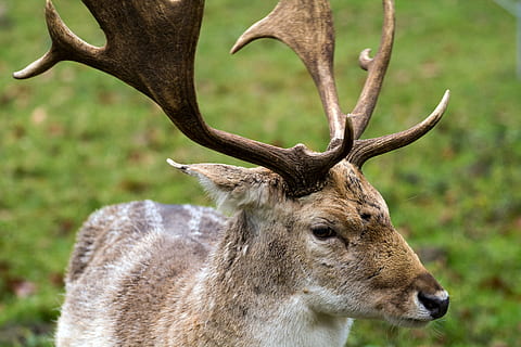 Hirsch, daino, foresta, fauna selvatica, animale, temi animali, animali allo stato selvatico, mammifero, cervo, ramificazione, un animale, vertebrato, nessuno, concentrarsi sulle conoscenze acquisite, avvicinamento, giorno, natura, parte del corpo animale, renna, terra, erbivoro, testa di animale, 5K, CC0, dominio pubblico, privo di copyright