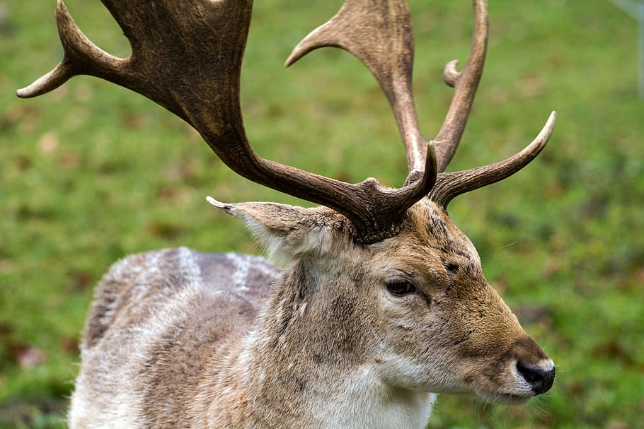 Hirsch, daino, foresta, fauna selvatica, animale, temi animali, animali allo stato selvatico, mammifero, cervo, ramificazione, un animale, vertebrato, nessuno, concentrarsi sulle conoscenze acquisite, avvicinamento, giorno, natura, parte del corpo animale, renna, terra, erbivoro, testa di animale, 5K