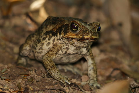 Kröte, Frosch, Rohrkröte, Tier, Amphibie, Grün, Tierwelt, tropisch, springen, klebrig, schleimig, Umgebung, Ökosystem, hop, Ökologie, klein, Reptil, hässlich, Krone, Prinz, Sumpf, Kreatur, Teich, Ochsenfrosch, Feuchtgebiet, Natur, Nahansicht, braun, Tierthemen, ein Tier, Tiere in freier Wildbahn, Wirbeltier, Eidechse, Tierkörperteil, keine Leute, Tag, Tierkopf, Fokus auf den Vordergrund, Porträt, draußen, selektiver Fokus, solide, Wachsamkeit, Tierauge, Tierwaage, 5K, CC0, gemeinfrei, lizenzfrei